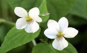 Trốn chạy sự ân sủng